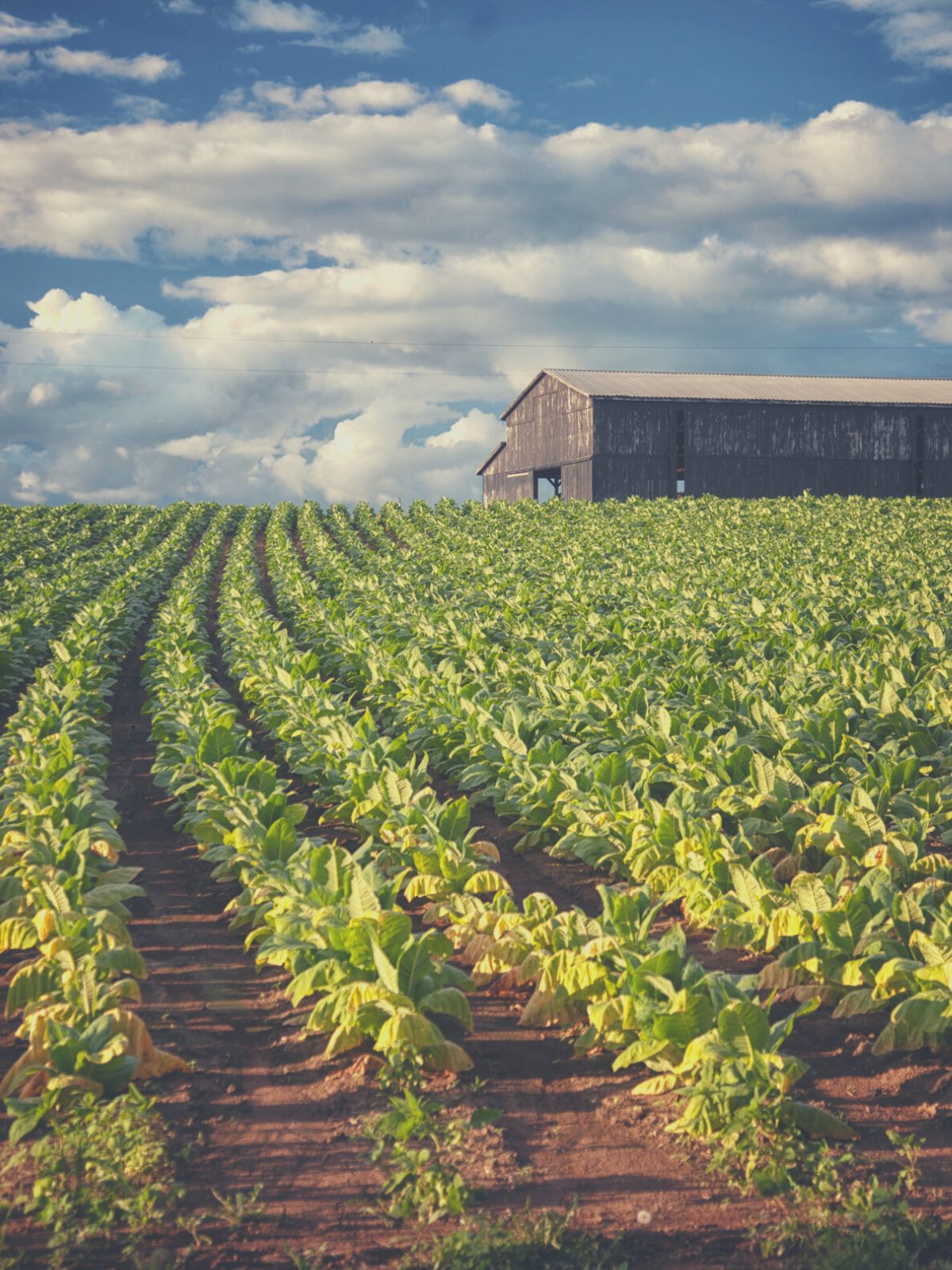 tobacco fields Tobacco Fields and BLT's