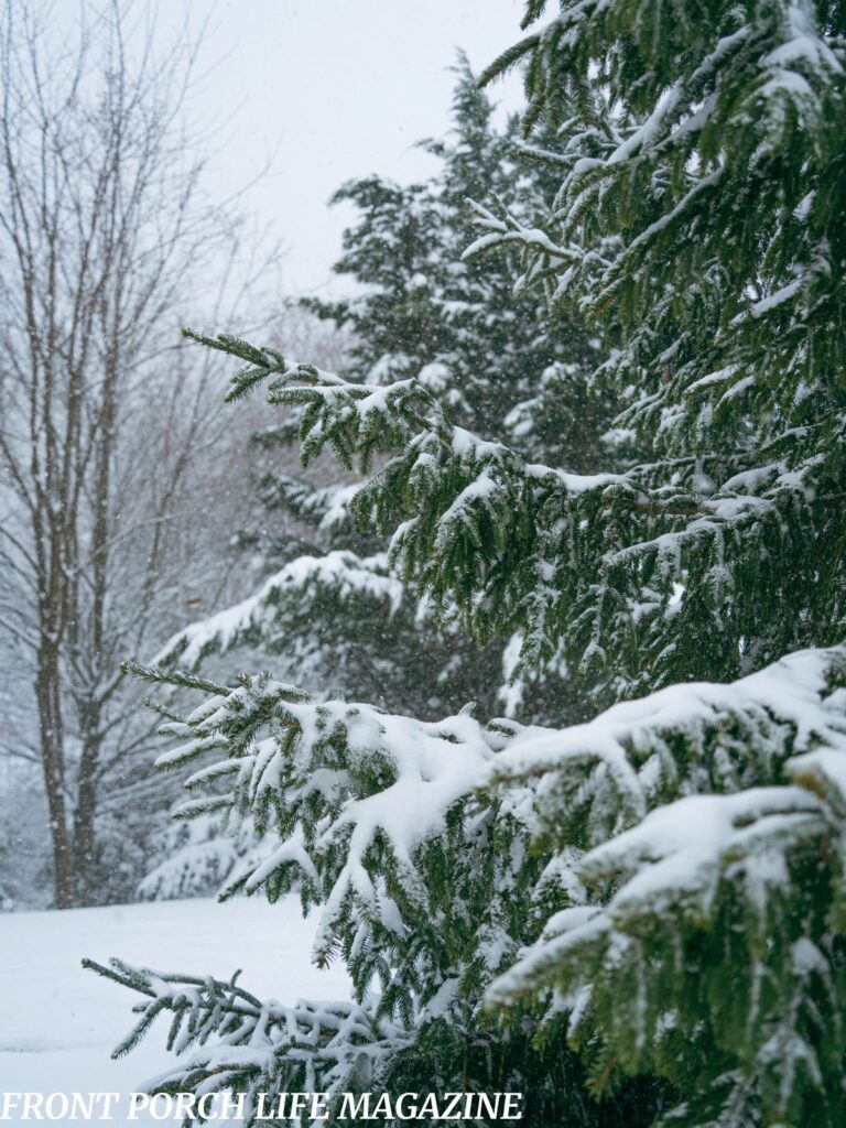 Pine trees in the snow